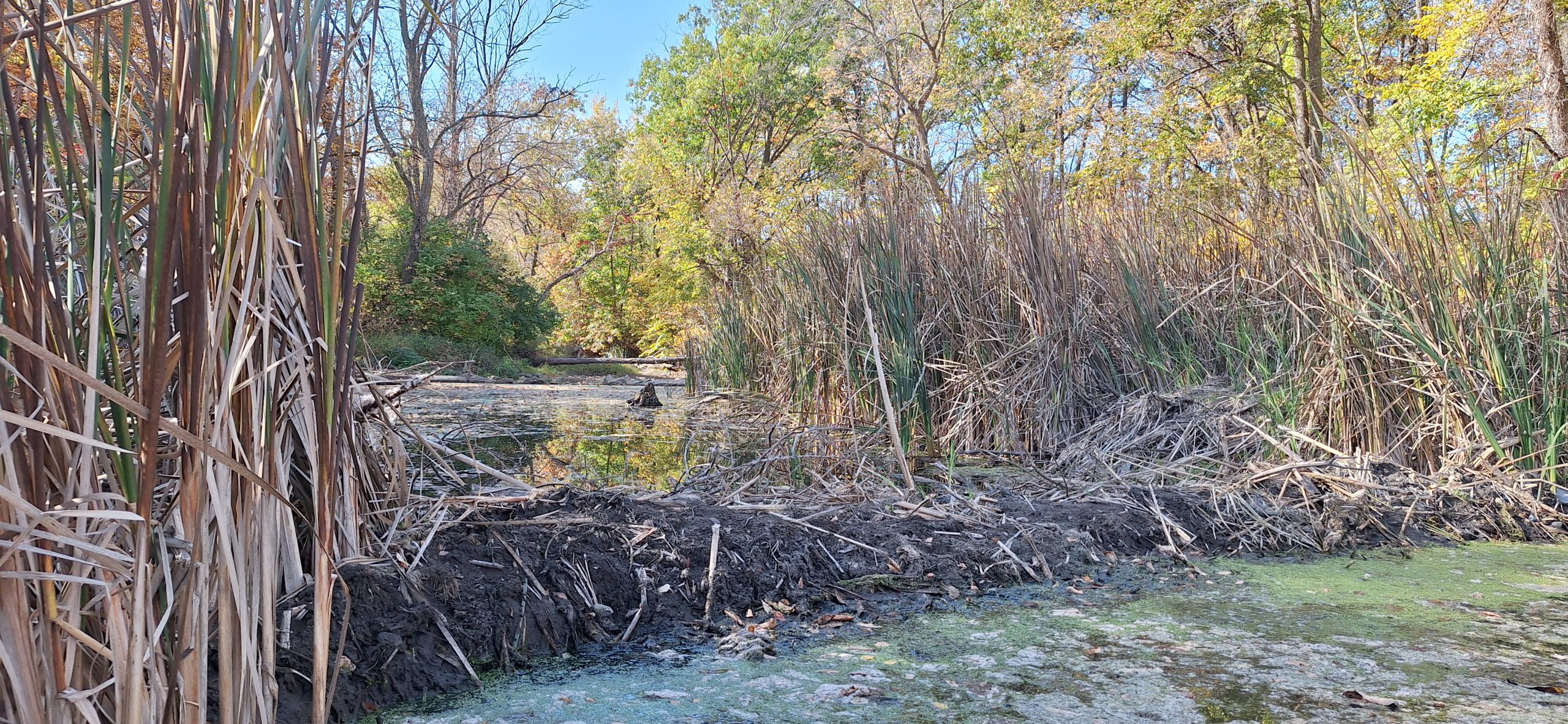2026 10-12 beaver dam