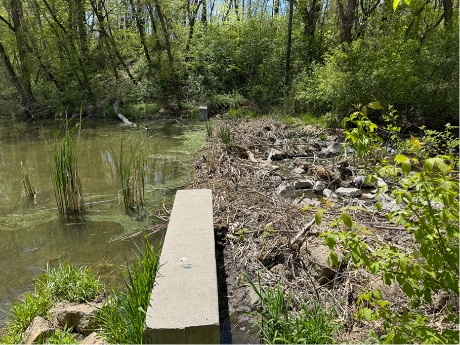 2026 05 beaver dam